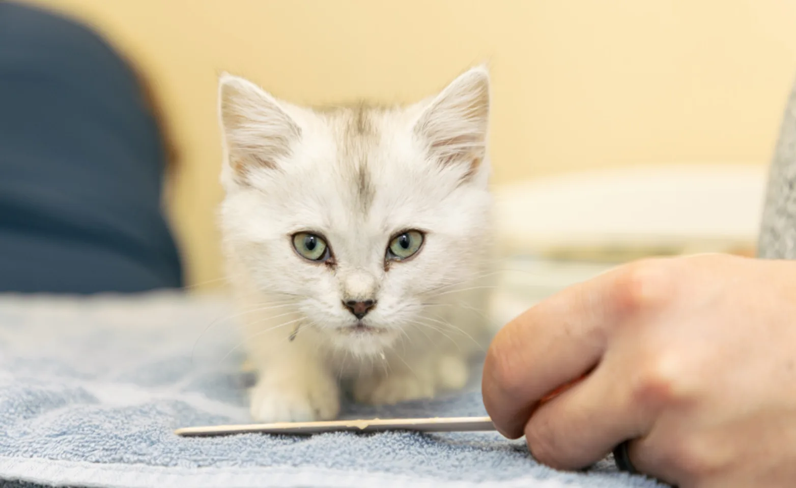 White Kitten at Clover Valley Veterinary Services